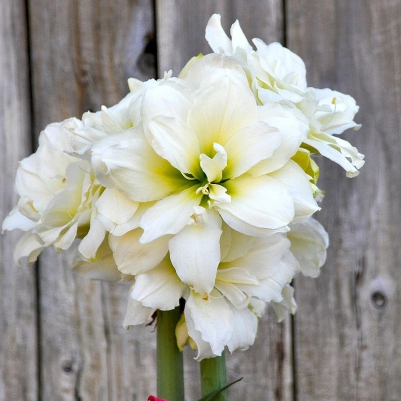 White Amaryllis Bulbs Flower Bulbs Hippeastrum Flowers Bulbs Etsy
