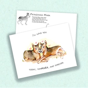 Patagonische Mara Love Postkarte