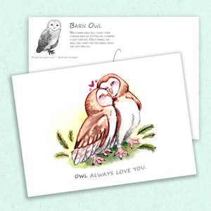 Pocztówka miłosna Barn Owl