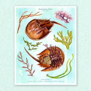 Atlantic Horseshoe Crab Print