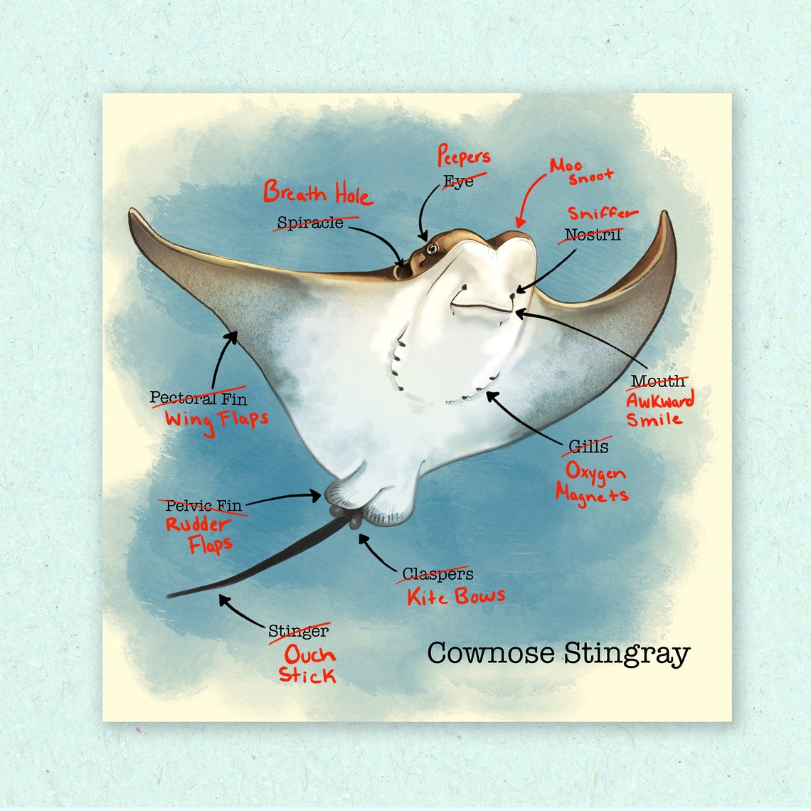 Anatomy of a Sting Ray Etsy