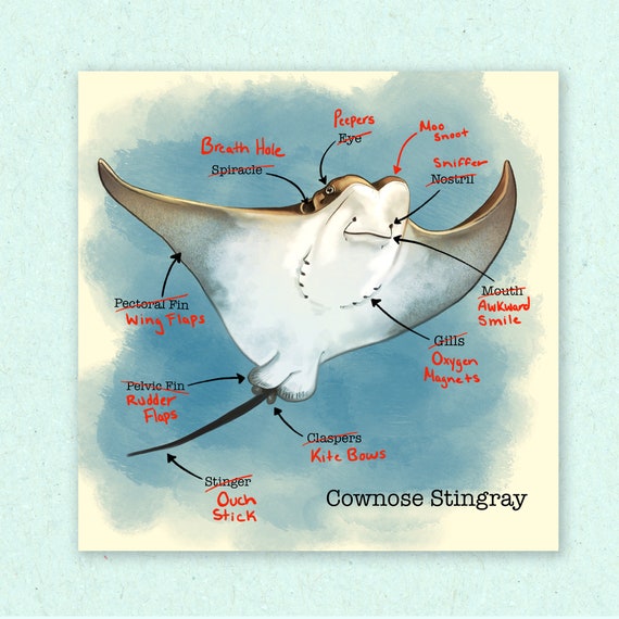 Anatomy of a Sting Ray Etsy
