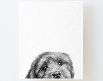 May include: Black and white pencil drawing of a dog peeking over the edge of a white background. The dog has fluffy fur and is looking directly at the viewer.