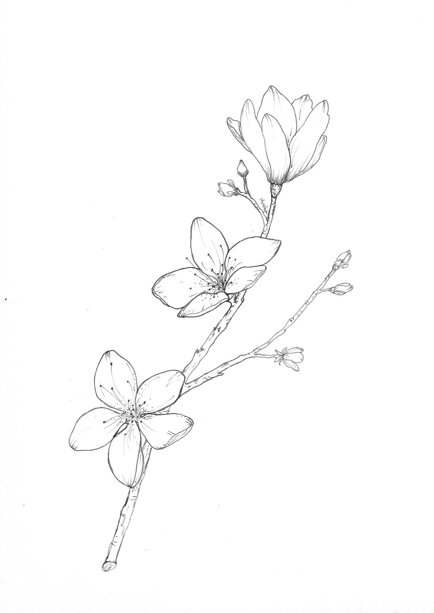 Cherry Blossom Drawing Digital Download Etsy