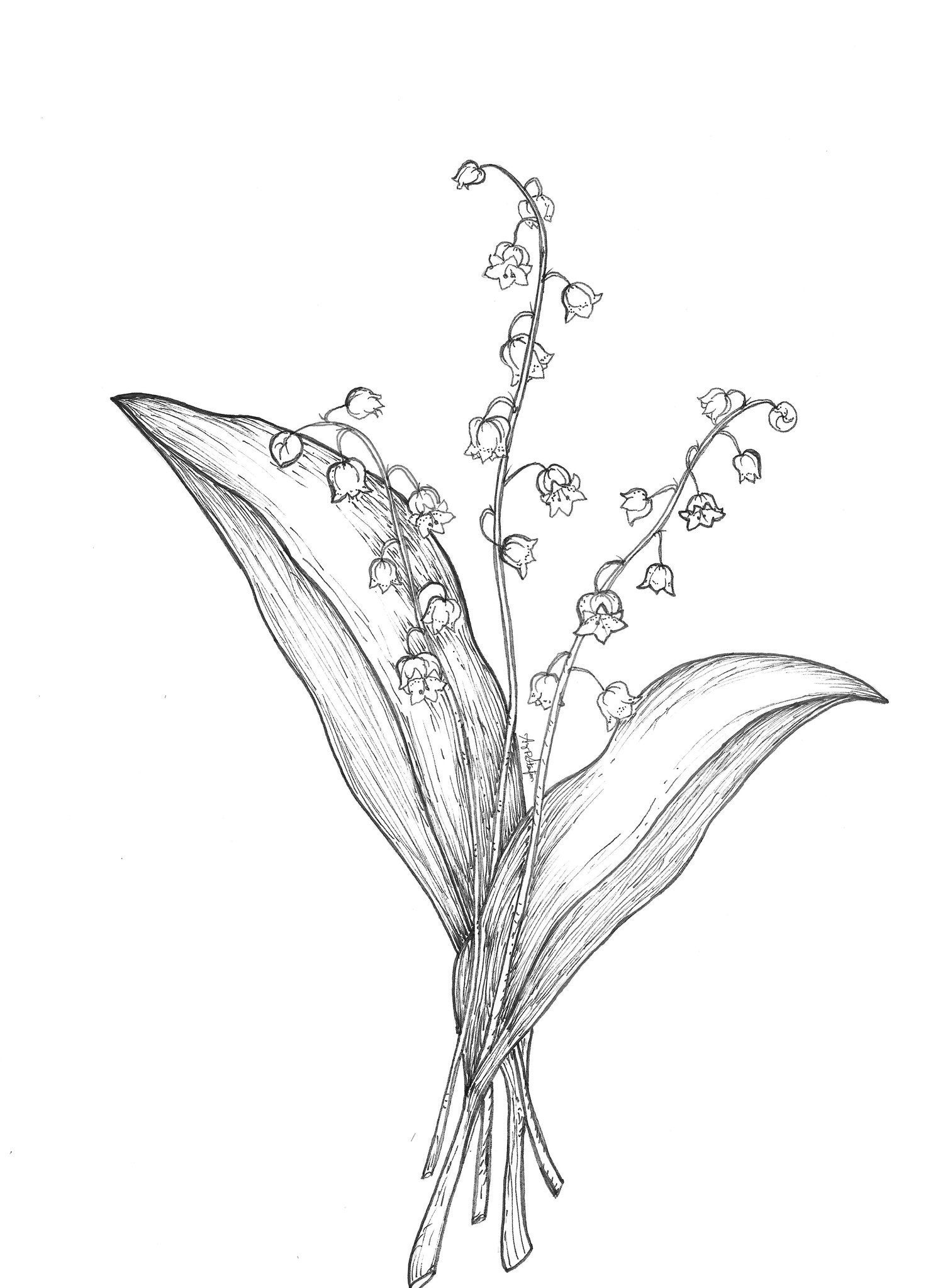 Lily of the Valley Hand Drawing Digital Download Etsy