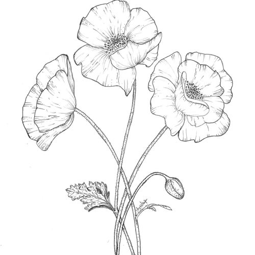 Poppy Flower Hand Drawing Digital Download - Etsy