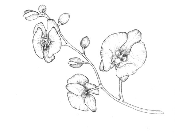 Orchid Flower Drawing Il 570xN.3715839736 A5y4