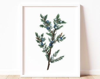 Juniper Botanical Watercolor Print - Nature Wall Art - Herbal Home Decor