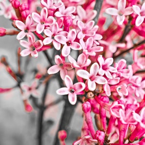 Floral Print, Flower Photos, Printable Art, Floral Wall Art, Digital Download, Modern Wall Art, Pink, Instant Download