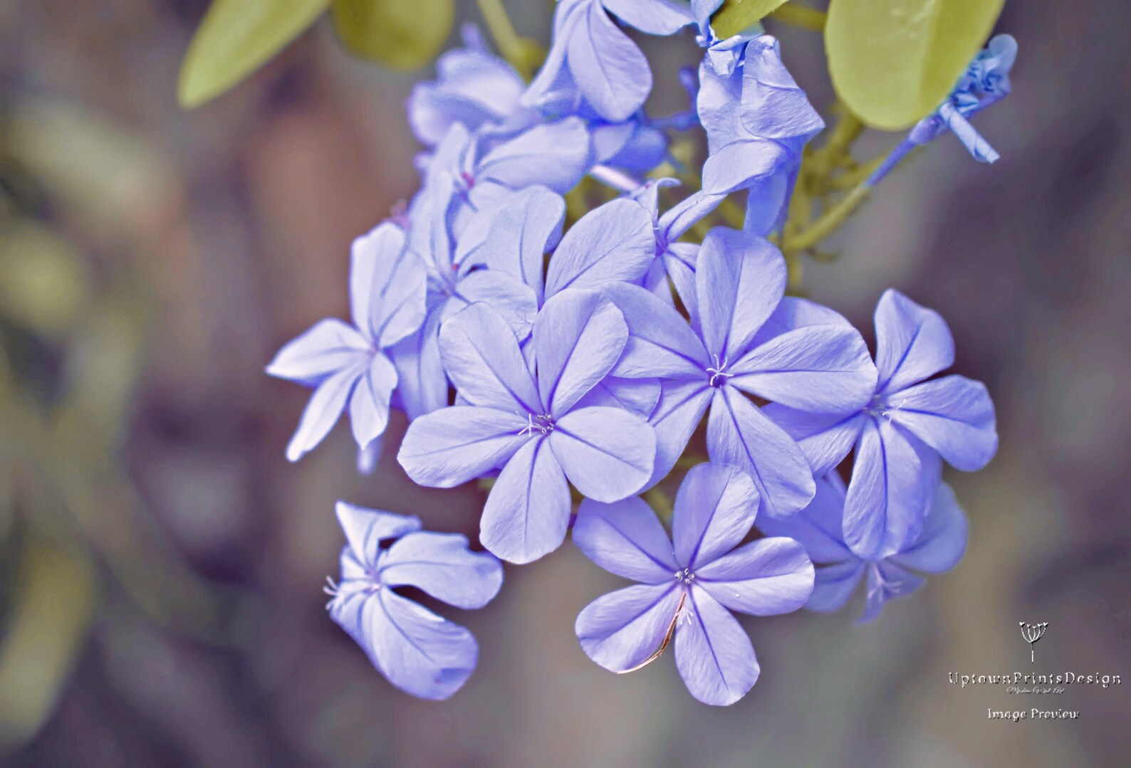 Purple Flowers Print Floral Print Floral Wall Art Flower Etsy