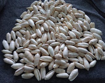 genuine shells (25 pieces) appx. 6oz