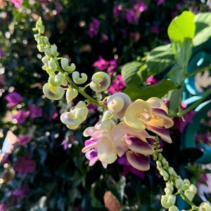 Corkscrew Vine Seeds (10 seeds)