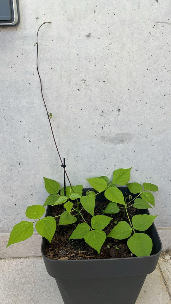 epipremnum marble variegata Epipremnum 'Marble'