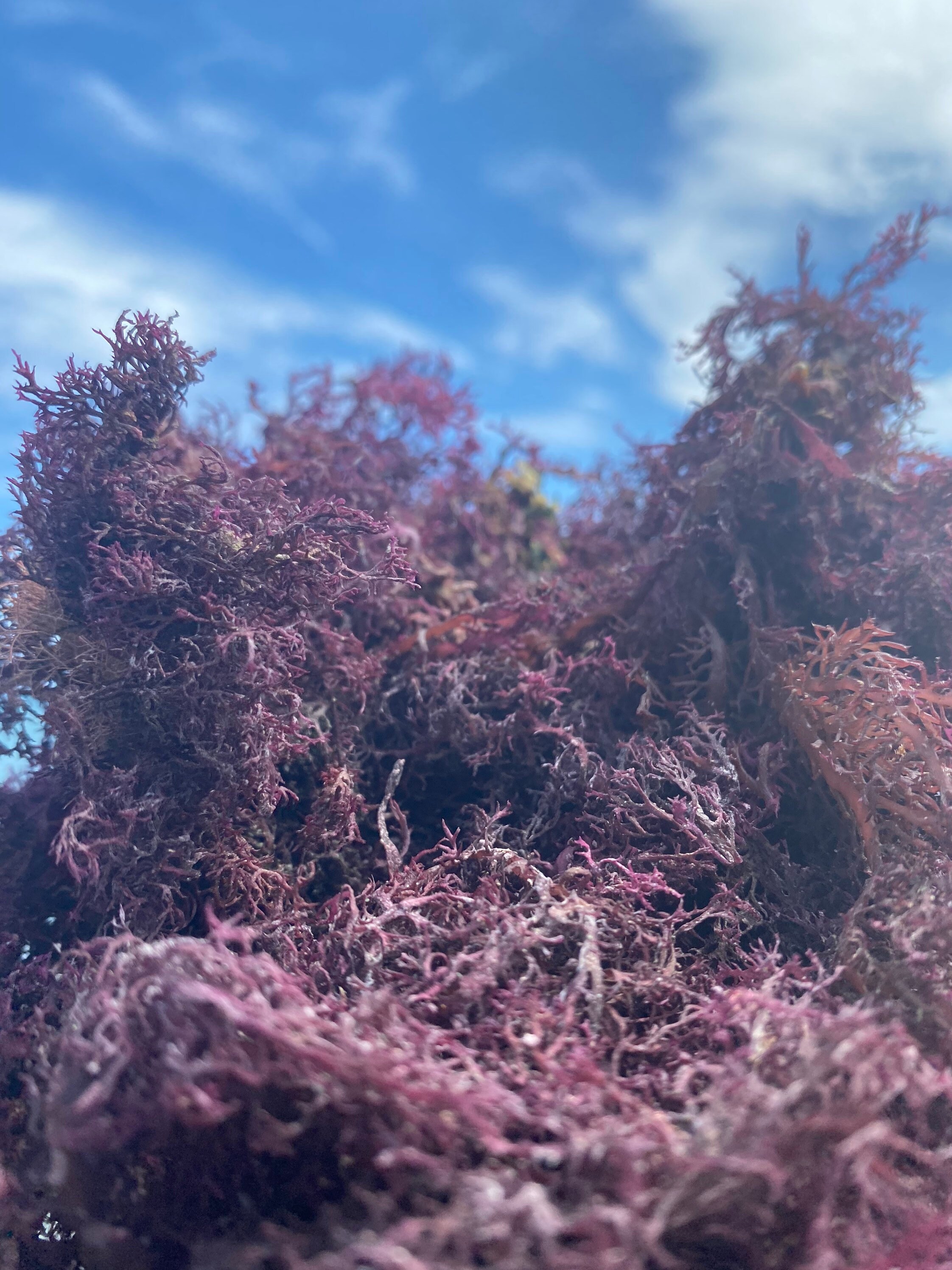 Organic Jamaica Purple Sea Moss, 2-5 LBS  | 100% Wildcrafted Raw Seam…
