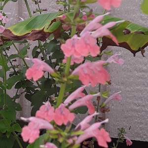 May include: A close-up of a pink flowering plant with green leaves. The plant is growing against a white wall.
