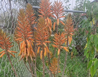 Aloe Orange Flower plant