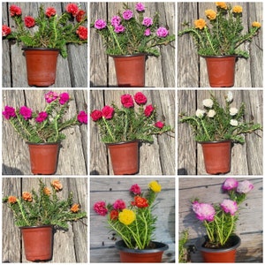 Portulaca Live plant Potted Moss Rose Purslane