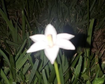 SEEDS Rain Lily flor de mayito Zephyranth Cooperia pedunculata