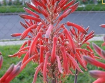 Red Aloe Maculata Succulent, Spotted Leaves, Hummingbird Friendly Plant