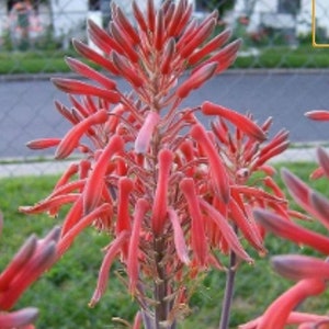 Red Aloe Maculata Succulent, Spotted Leaves, Hummingbird Friendly Plant