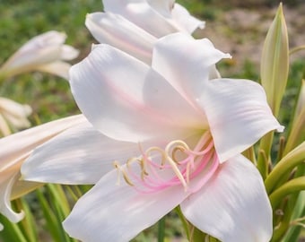 Heirloom Crinum Lily: Fragrant White Flowers, Pink Throat, Southern Pass-Along Bulb