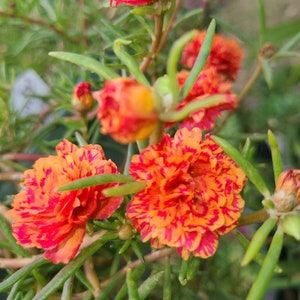 ORANGE TWIST Sunset Fire Portulaca Grandiflora Table Moss Rose flower plant