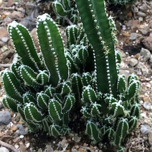Fairytale Castle Cactus Baby Young Small Cactus Cacti - 1 Count