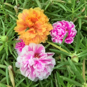 SPECKLED COLORS Mixes Grandiflora Portulaca Jaspiada Table Moss Rose