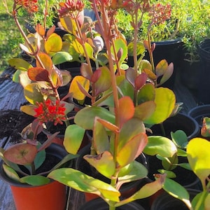 Rooted Kalanchoe blossfeldiana Red flower Plant image 2