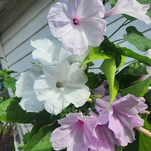 SEEDS Bush Morning Glory Plant Ipomoea Carnea Fistulosa