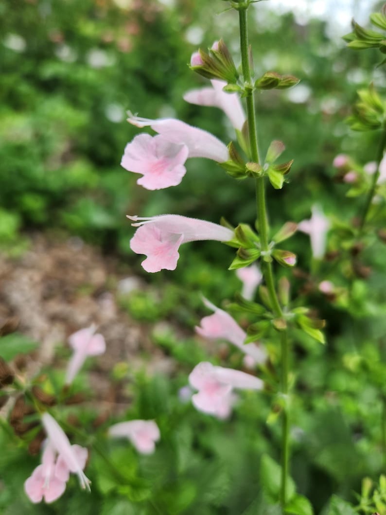 May include: A close-up of a pink flower with green leaves. The flower is in bloom and has a delicate, feminine appearance.