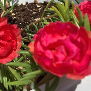 CERISE PINK Grandiflora Portulaca Table Moss Rose plant