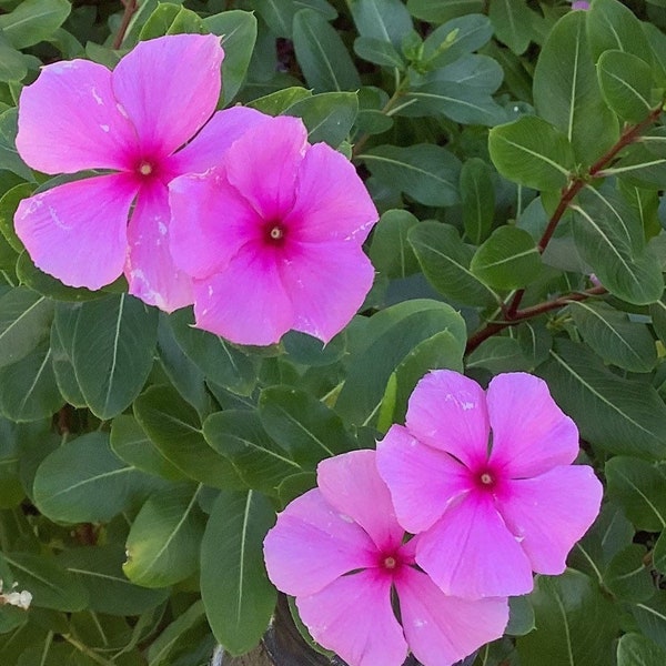 SEEDS Vinca Catharanthus Roseus Periwinkle Hot Pink 75 count