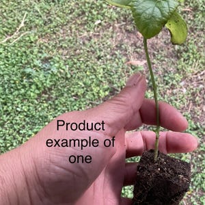 Texas Native Salvia – Hardy Blooming Perennial | Pollinator Favorite | Heat & Drought Tolerant | Mixed Colors image 10