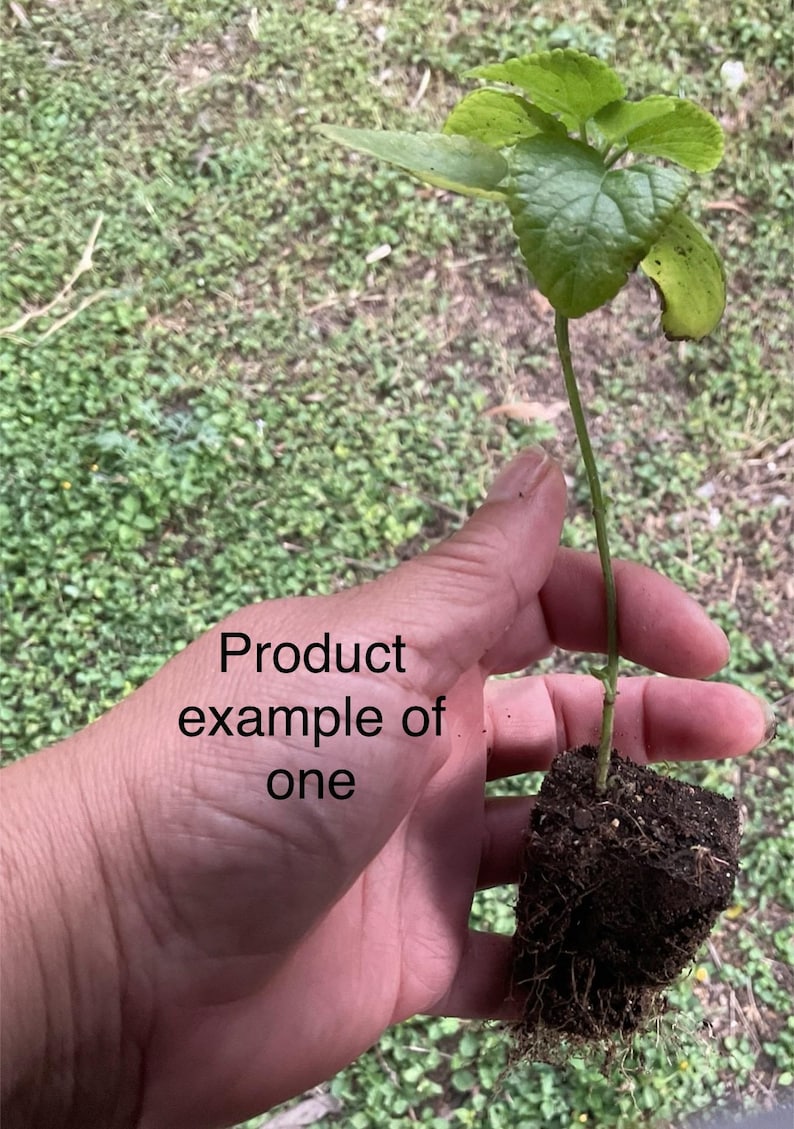 Texas Native Salvia – Hardy Blooming Perennial | Pollinator Favorite | Heat & Drought Tolerant | Mixed Colors image 10