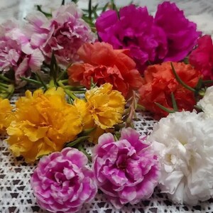 Color Mix PLANTS Grandiflora Portulaca Moss Rose Chisme Cuts