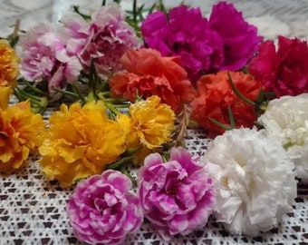 CUTS Various ORIGINAL Colors Grandiflora Portulaca Table Moss Rose Chisme