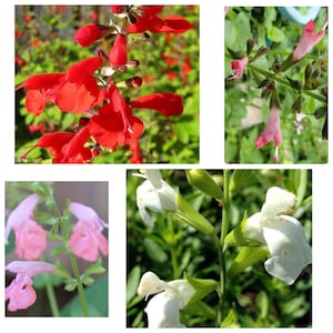 May include: Four close-up images of Salvia flowers in different colors: red, pink, white, and a lighter shade of pink. The flowers are in bloom and have a delicate, trumpet-shaped appearance.