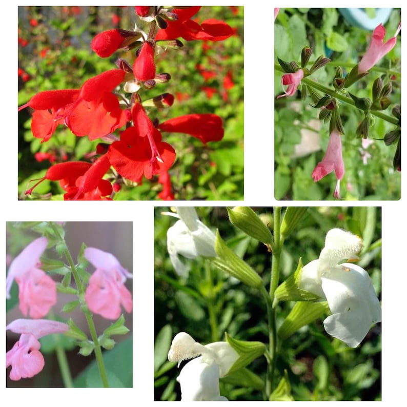 May include: Four close-up images of Salvia flowers in different colors: red, pink, white, and a lighter shade of pink. The flowers are in bloom and have a delicate, trumpet-shaped appearance.