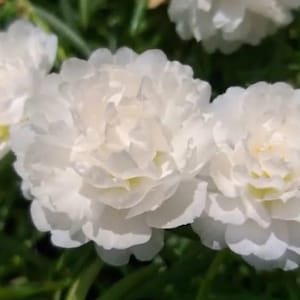 WHITE Grandiflora Portulaca Table Moss Rose flower plant