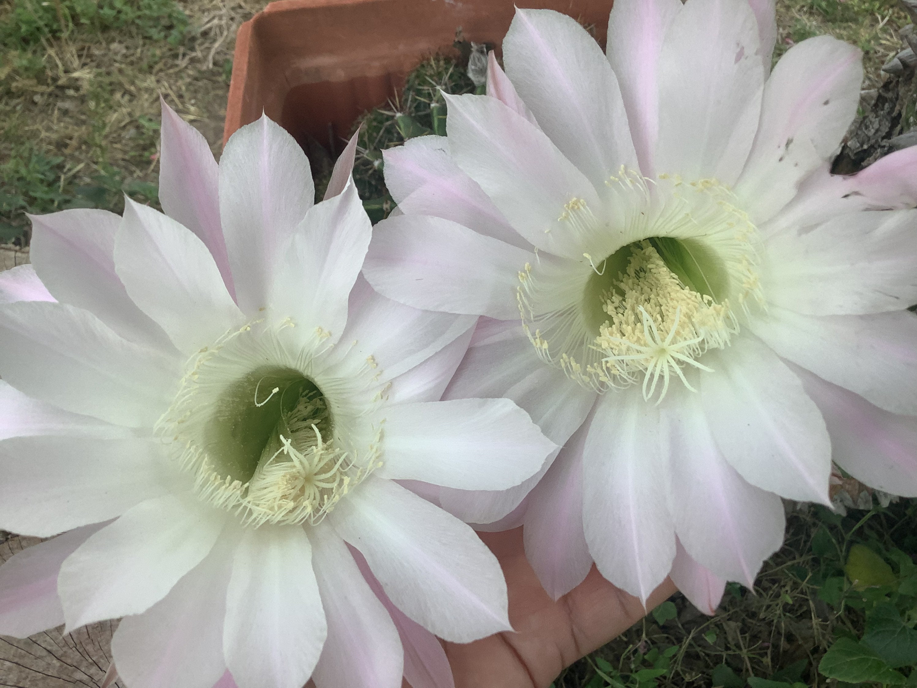 WHITE /PINK Tipped Blooms Echinopsis Tubiflora Sea Urchin Cactus Cacti - 1  Count - Etsy