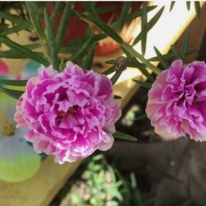 PINK w/WHITE Grandiflora Portulaca Table Moss Rose flower plant