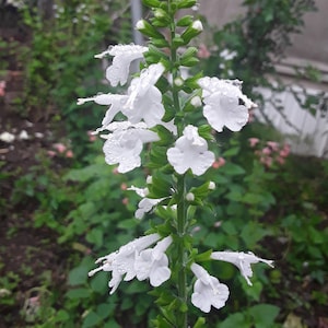 May include: A close-up of a white flower with green leaves. The flower is in bloom and has a delicate, feminine appearance. The leaves are green and lush, and the flower is surrounded by a soft, green background.