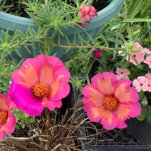 PINK & SALMON Fancy Jumbo Portulaca single Petal flower plant