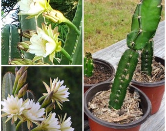 plant Peruvian Apple Queen of Night Blooming Cactus