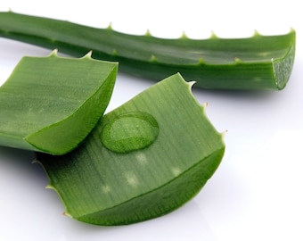 aloe vera verwendungsmglichkeiten Aloe vera Mouth Patches
