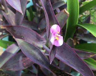 Purple Queen Cuttings Tradescantia pallida – Purple Heart Plant – Fast Growing Ground Cover
