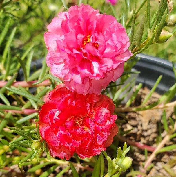 Magenta Red Grandiflora Portulaca Plant Table Moss Rose Flower Etsy Magenta Red Grandiflora Portulaca Plant Table Moss Rose Flower Etsy