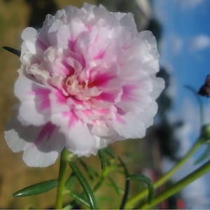 PINK PRINCESS Grandiflora Portulaca Table Moss Rose flower plant