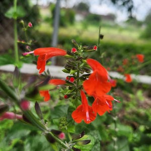 May include: Close-up of a red flower with a long stem and green leaves. The flower has a trumpet-shaped bloom with a deep red color.